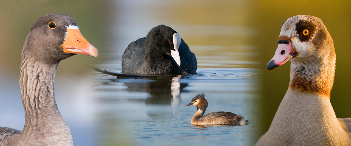 Water Birds Photography