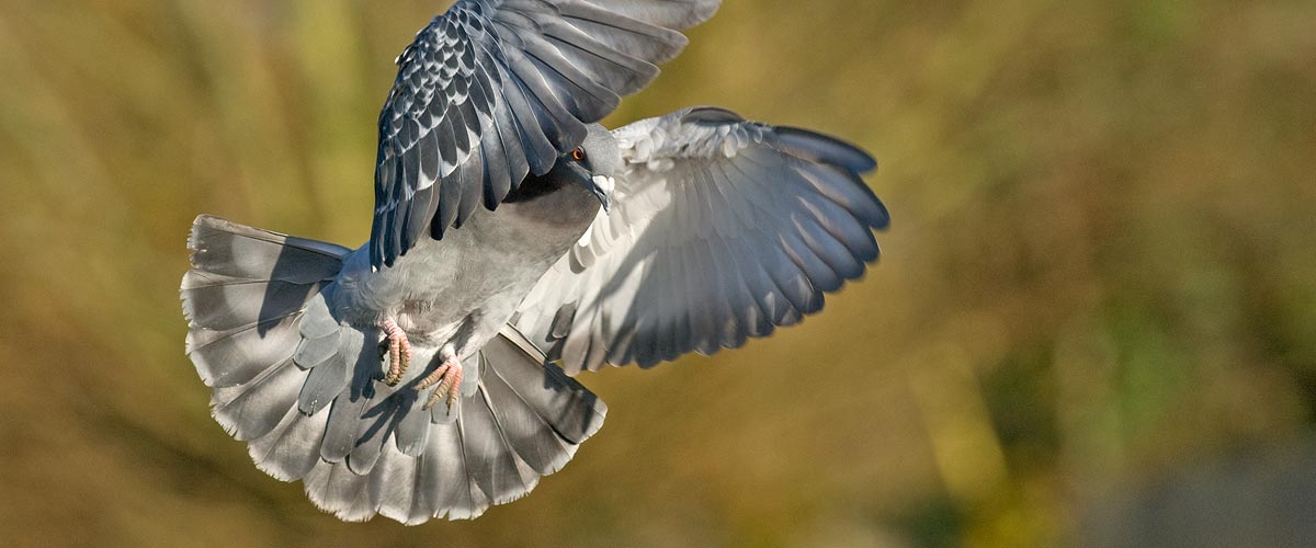 Pigeon Photography