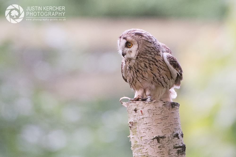 Long Eared Owl Perching