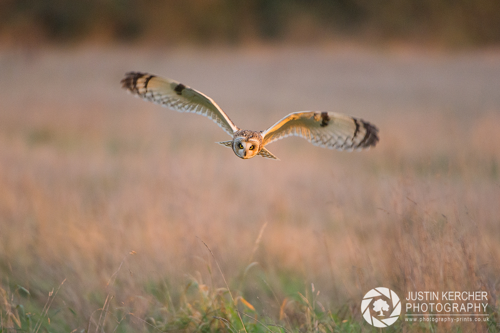 Wild Short Eared Owl in Golden Morning Light