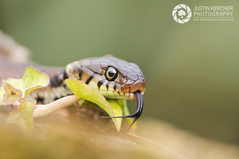 Grass Snake