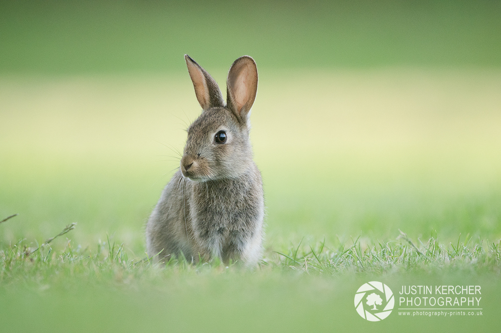 Wild Rabbit in The New Forest