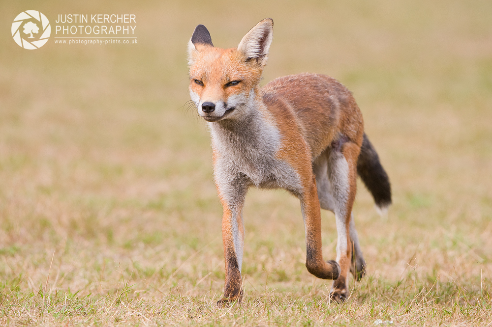 Red Fox Walking across the field