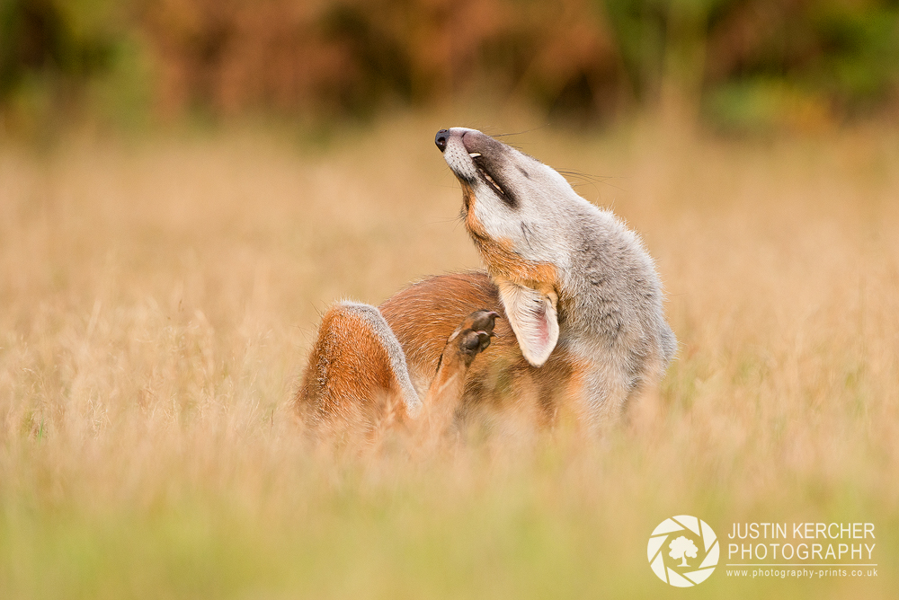 Fox Scratching