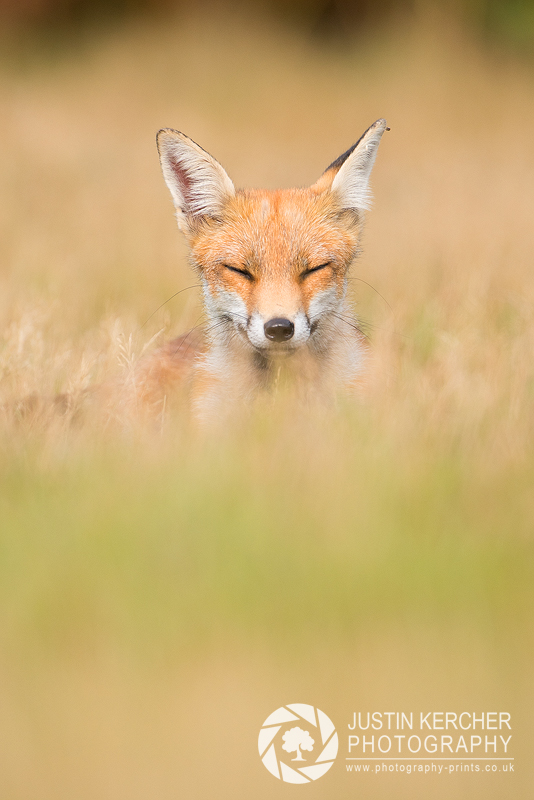 Dozing Fox