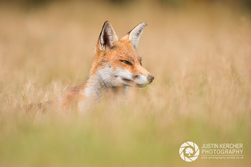 Red Fox in Grass