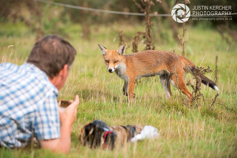 Andy Stuthbridge bonds with a wild Red Fox