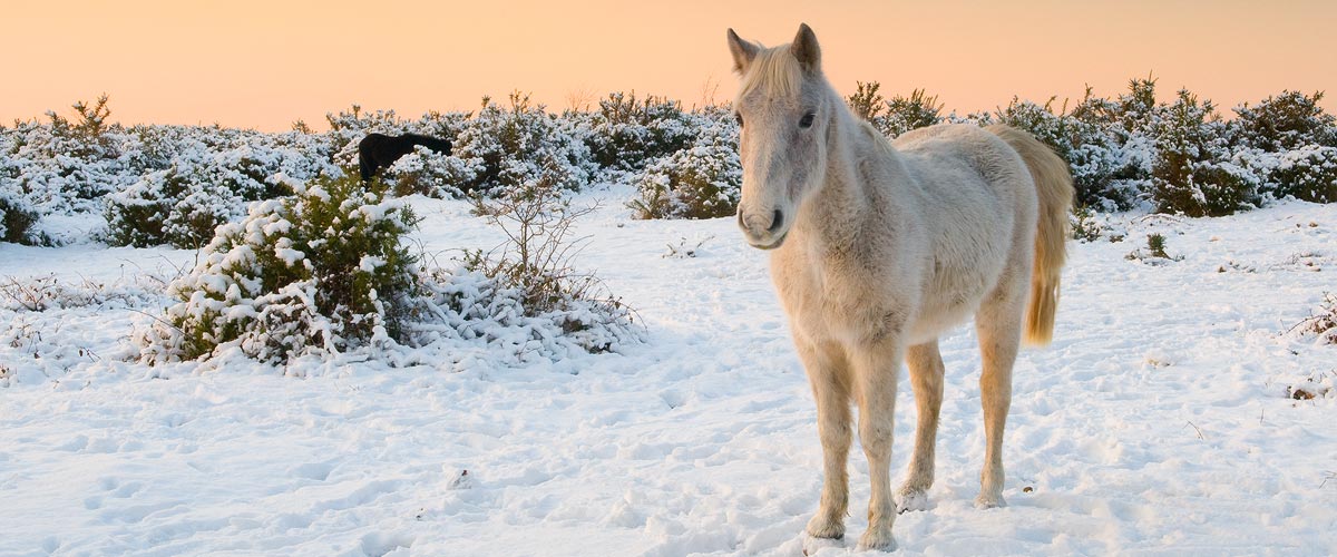 Horse Photography