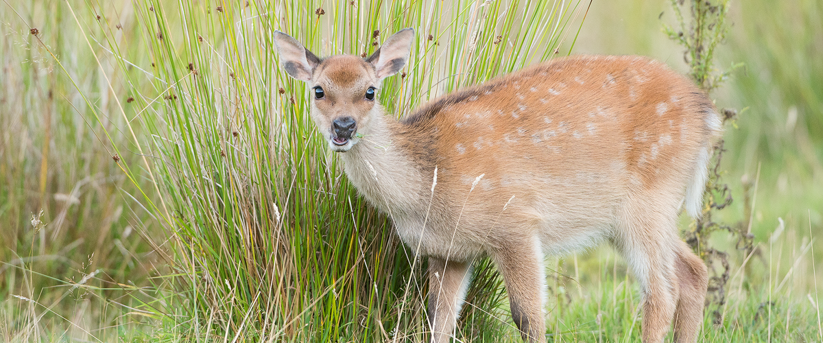 Deer Photography