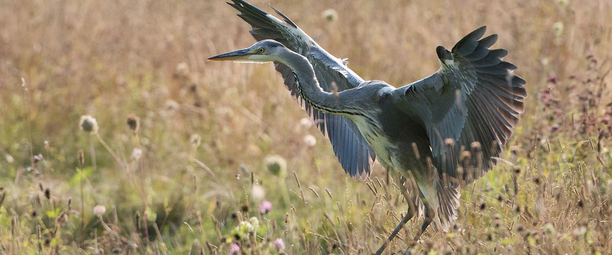 Wading Bird Photography