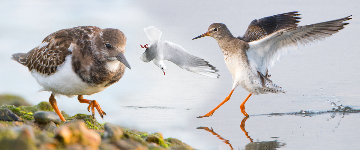 Sea Birds Photography