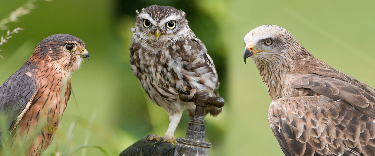 Birds of Prey Photography