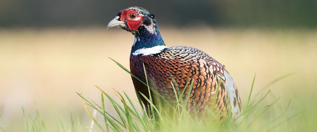 Game Birds Photography