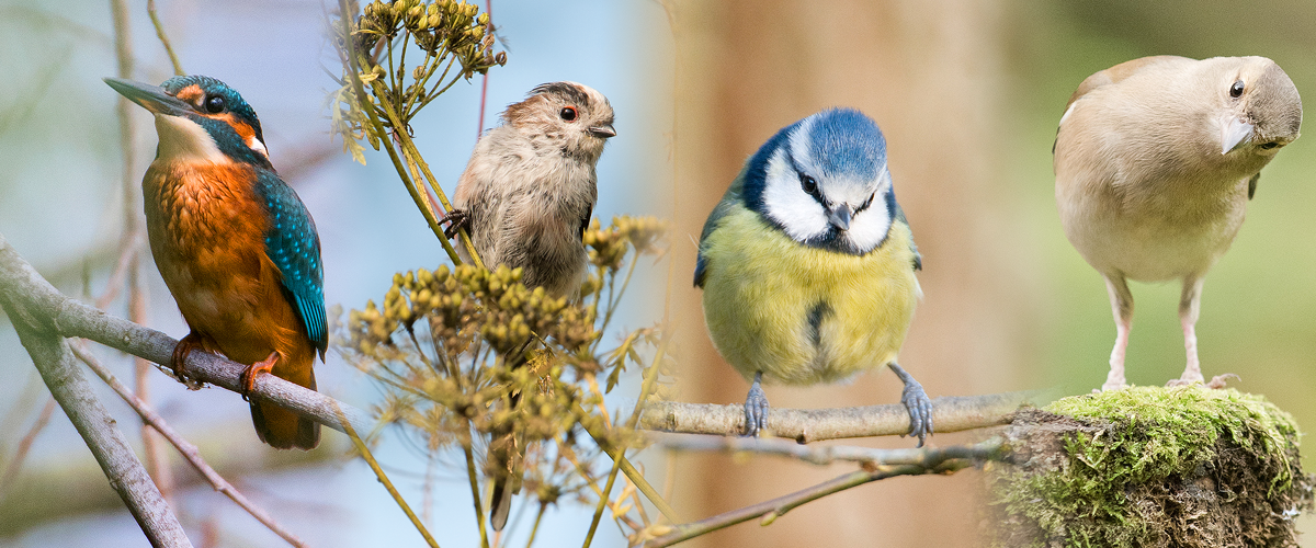 Garden Birds Photography