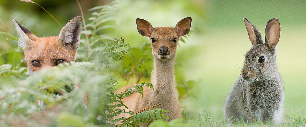 Wildlife Photography