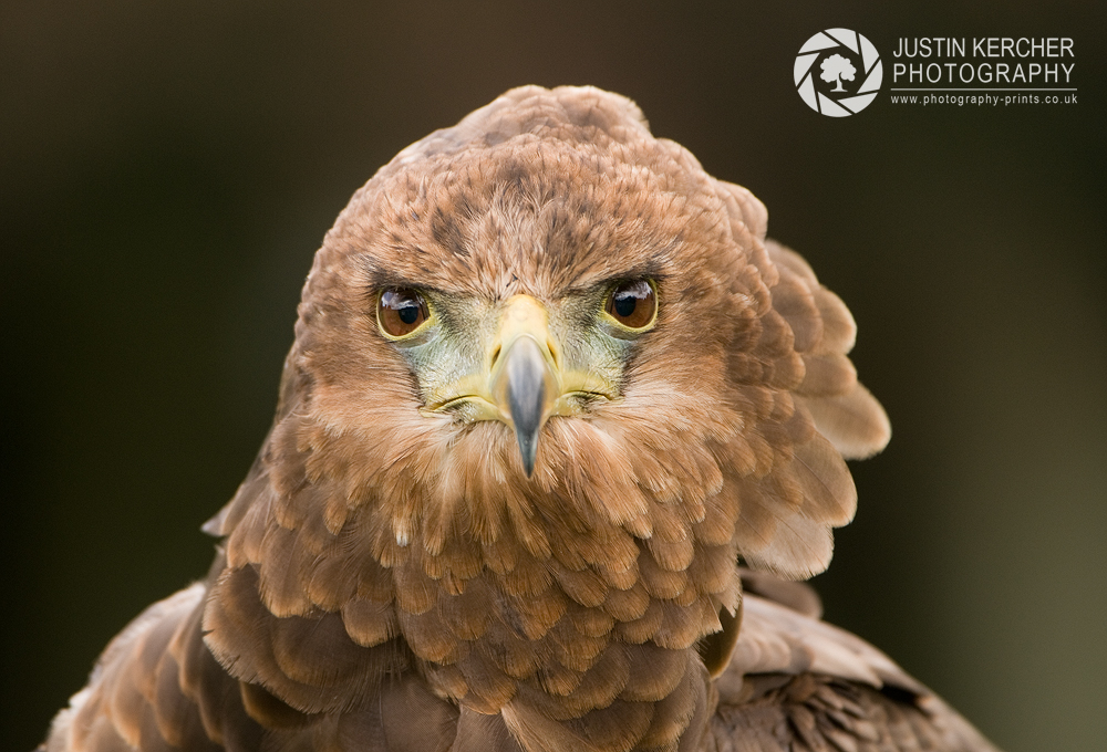 Windswept Bateleur Eagle
