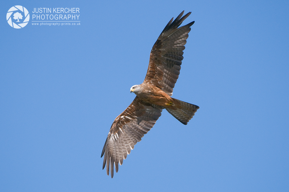 Black Kite Soaring