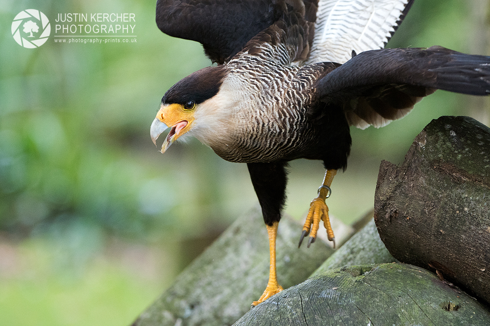 Caracara