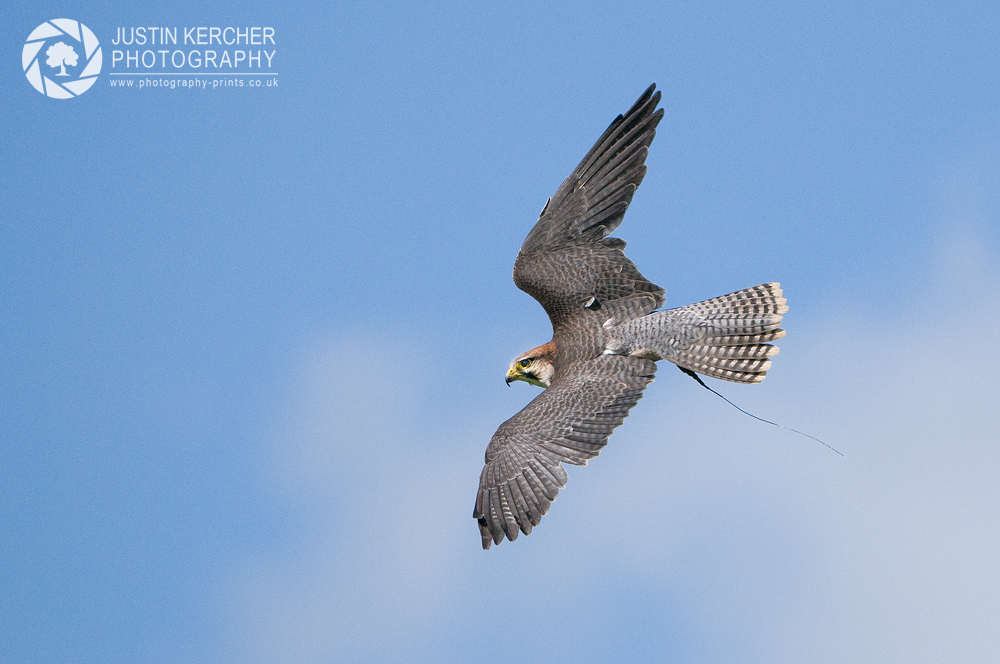 Lanner Falcon in Flight