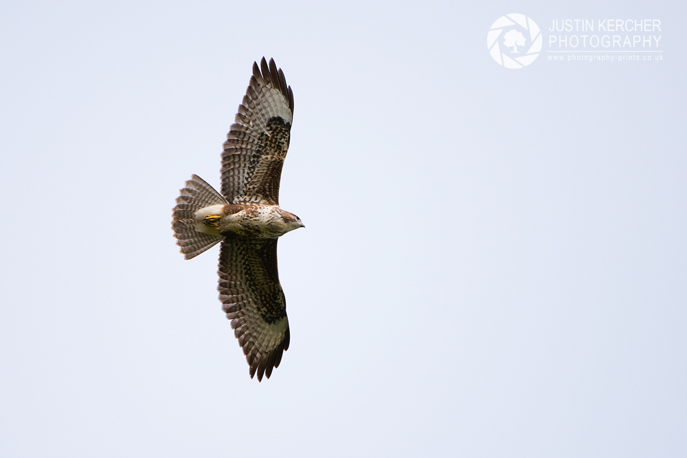 Soaring Wild Buzzard