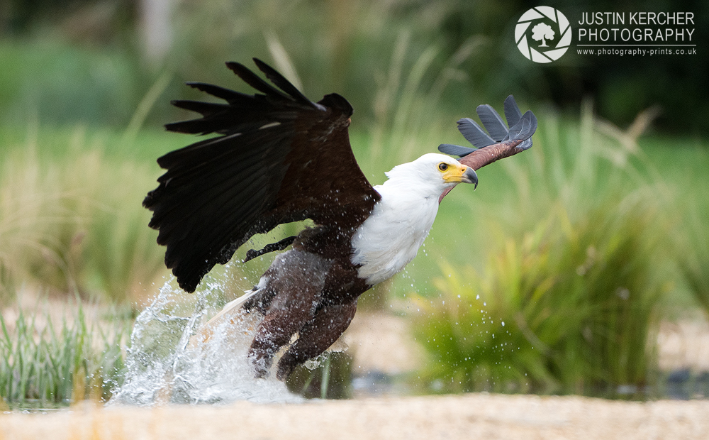 African Fish Eagle Fishing