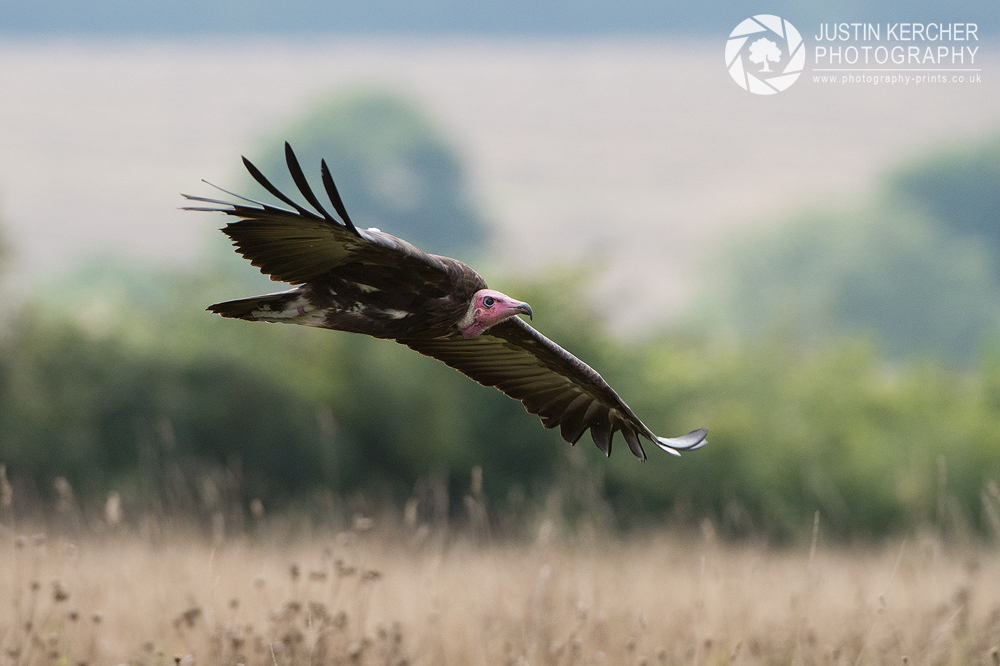 Hooded Vulture in flight