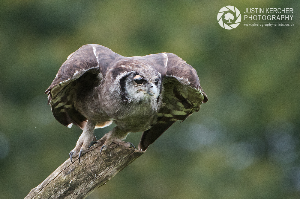 Verreaux's Eagle Owl Preparing for Takeoff