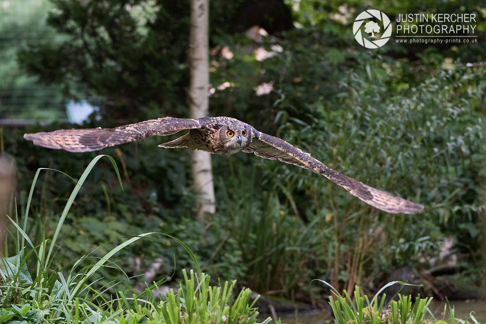 Siberian Eagle Owl in Flight