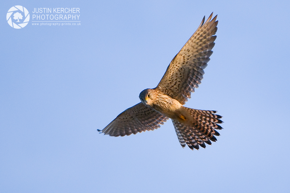 Kestral Hunting
