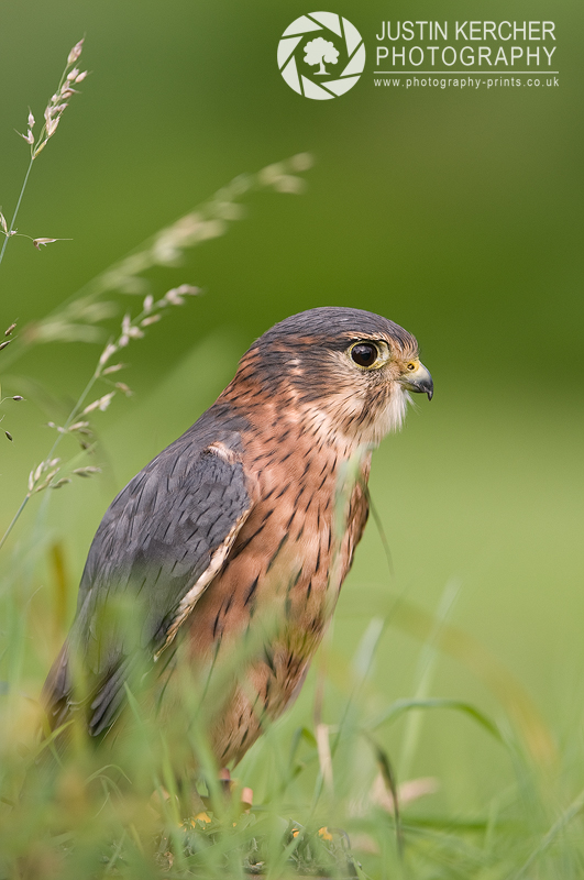 Blue Merlin in Grass