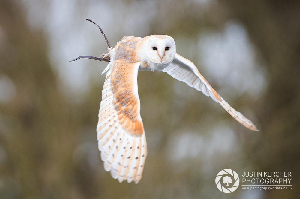 Buzbee in Flight I