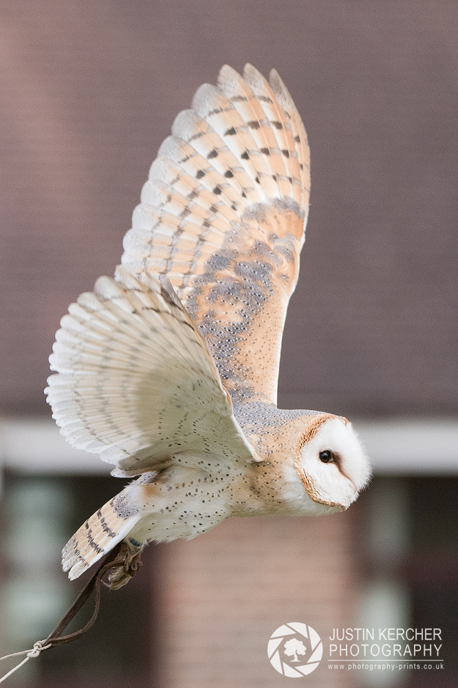 Buzbee in Flight II