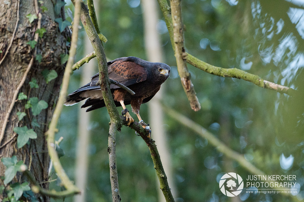 Harris Hawk in Tree I