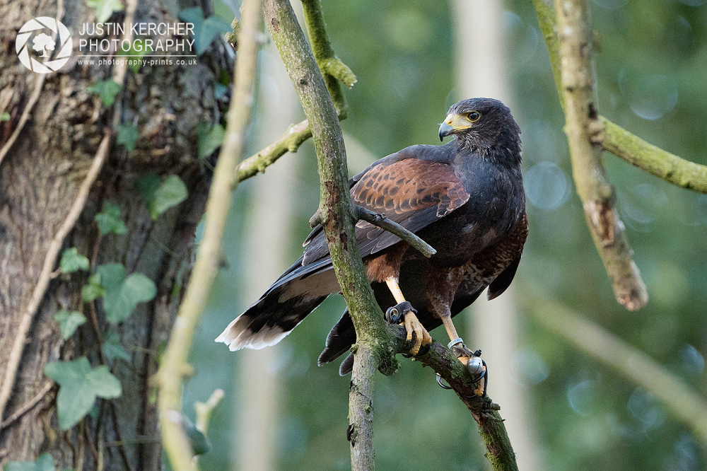 Harris Hawk in Tree II