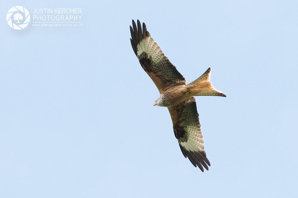 Red Kite Soaring