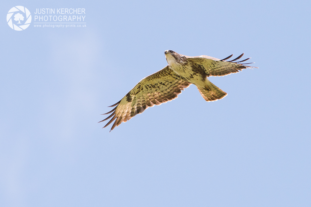 Buzzard in Flight