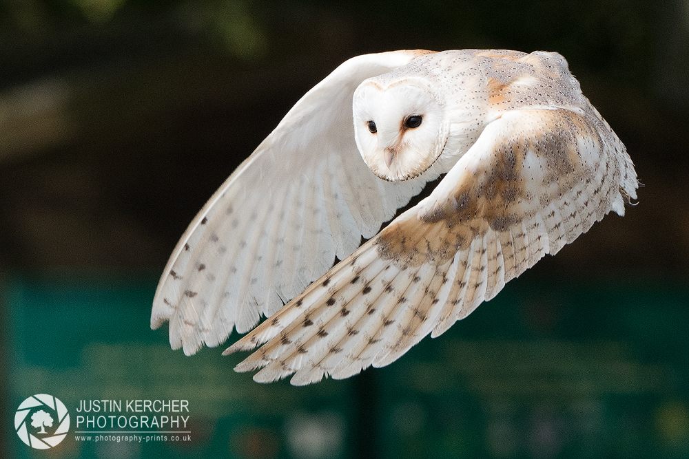 Barn Owl In Flight III