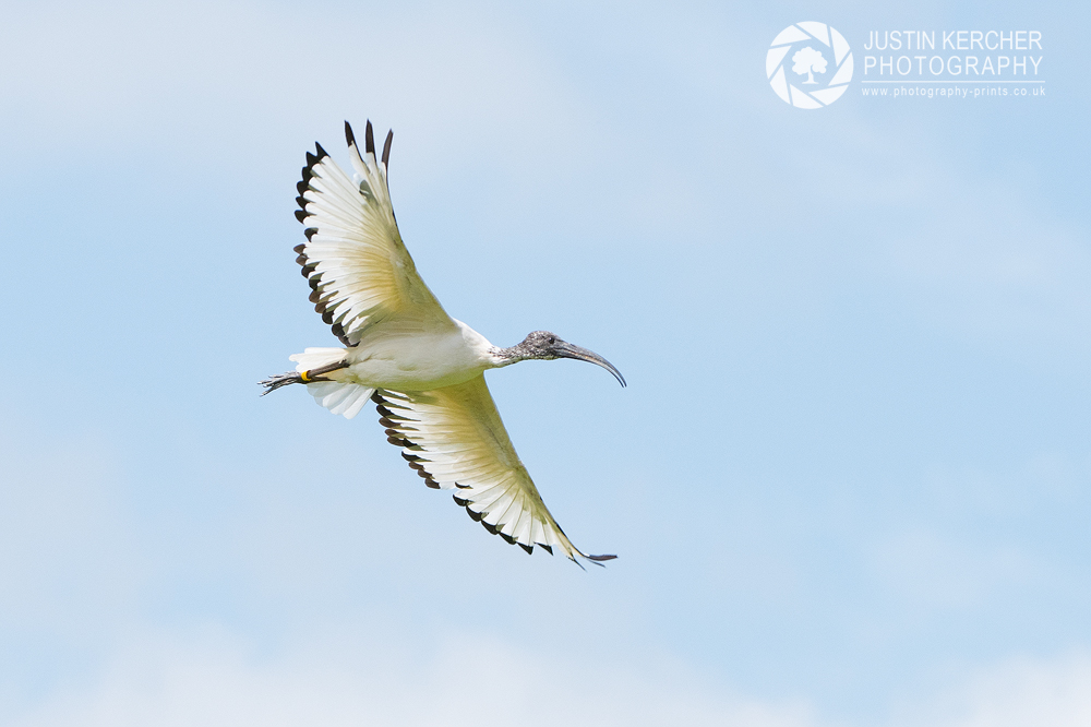 African Sacred Ibis in Flight