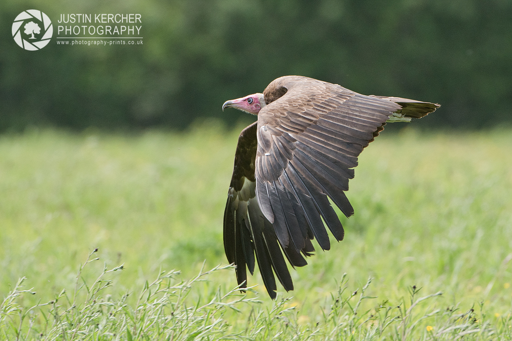 Hooded Vulture in Flight IV