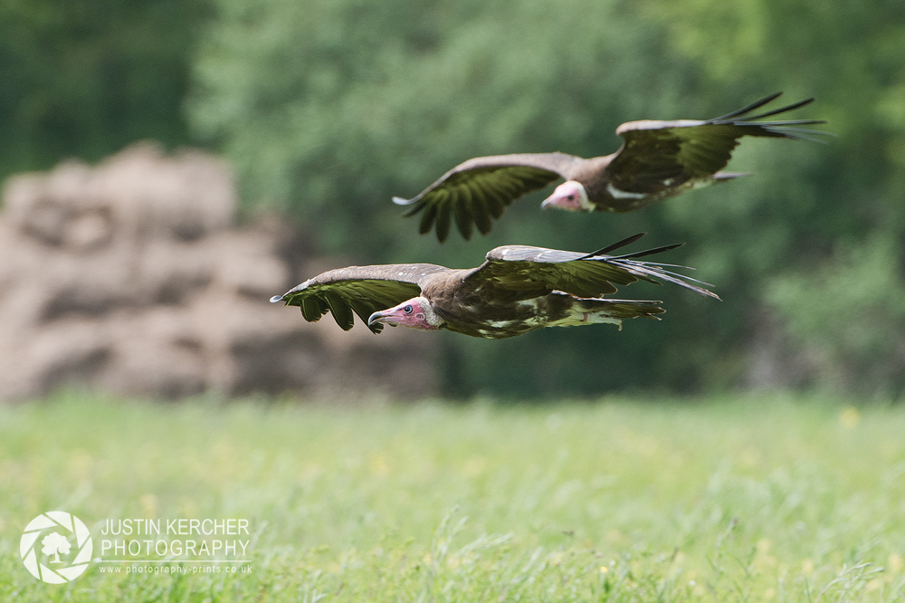Hooded Vultures in Flight