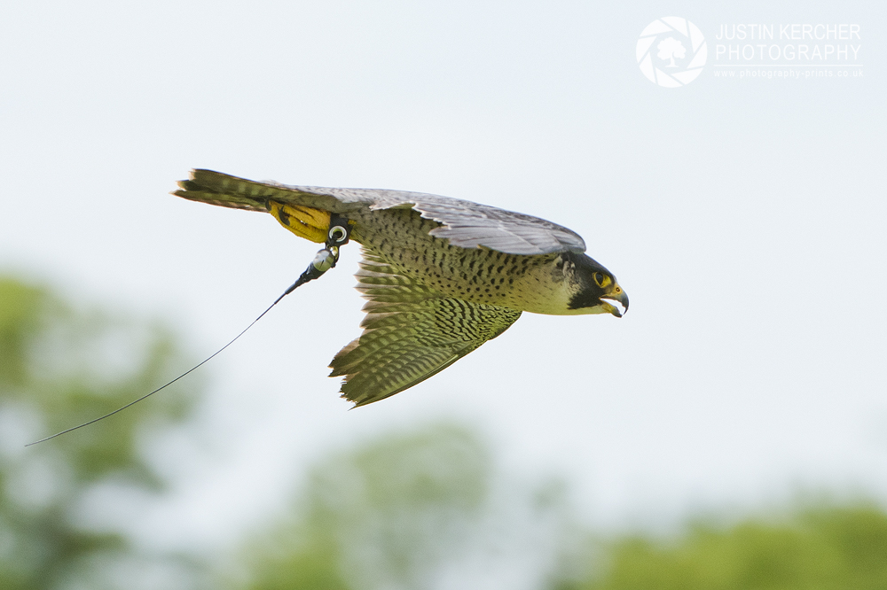 Peregrine Falcon in Flight II
