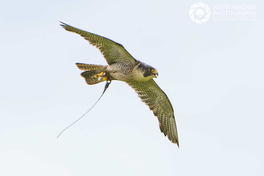 Peregrine Falcon in Flight III