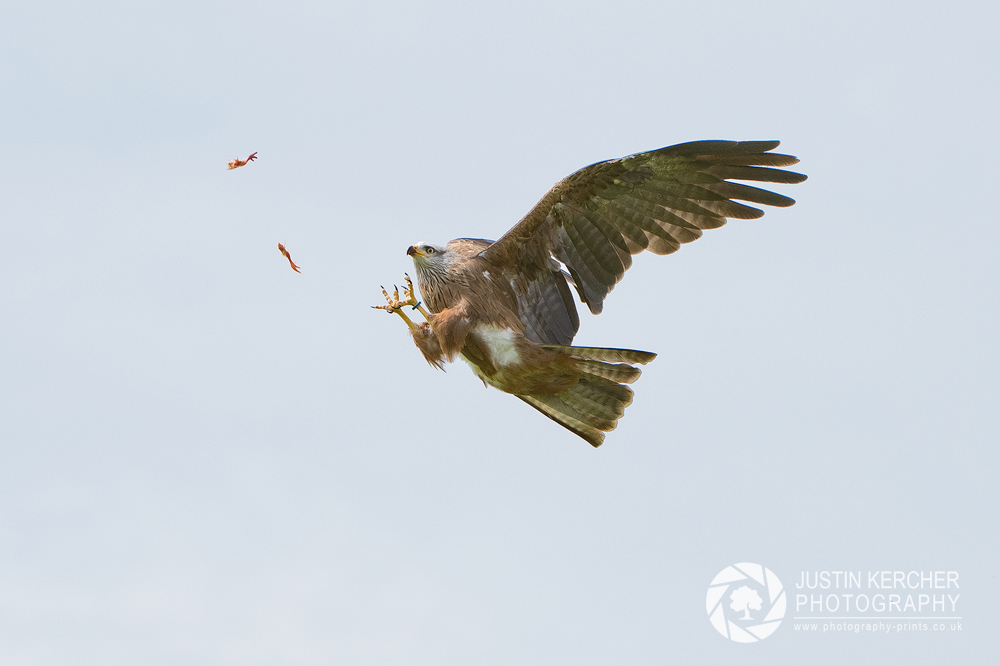 Catch!