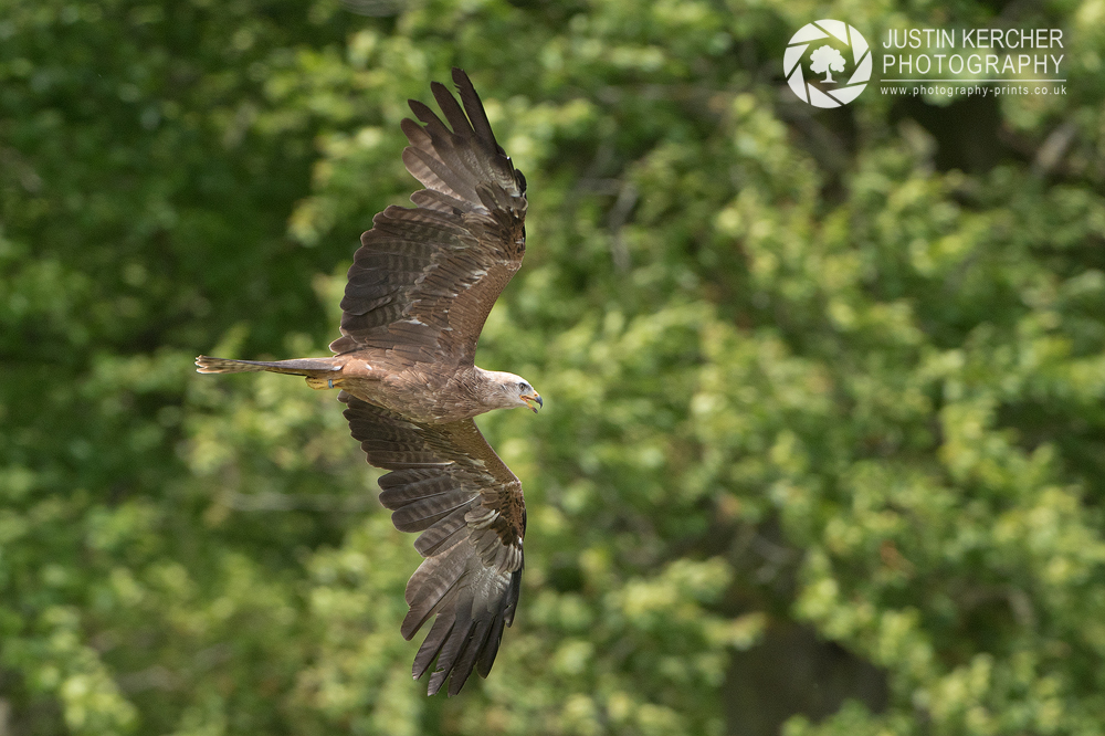 Black Kite in Flight II