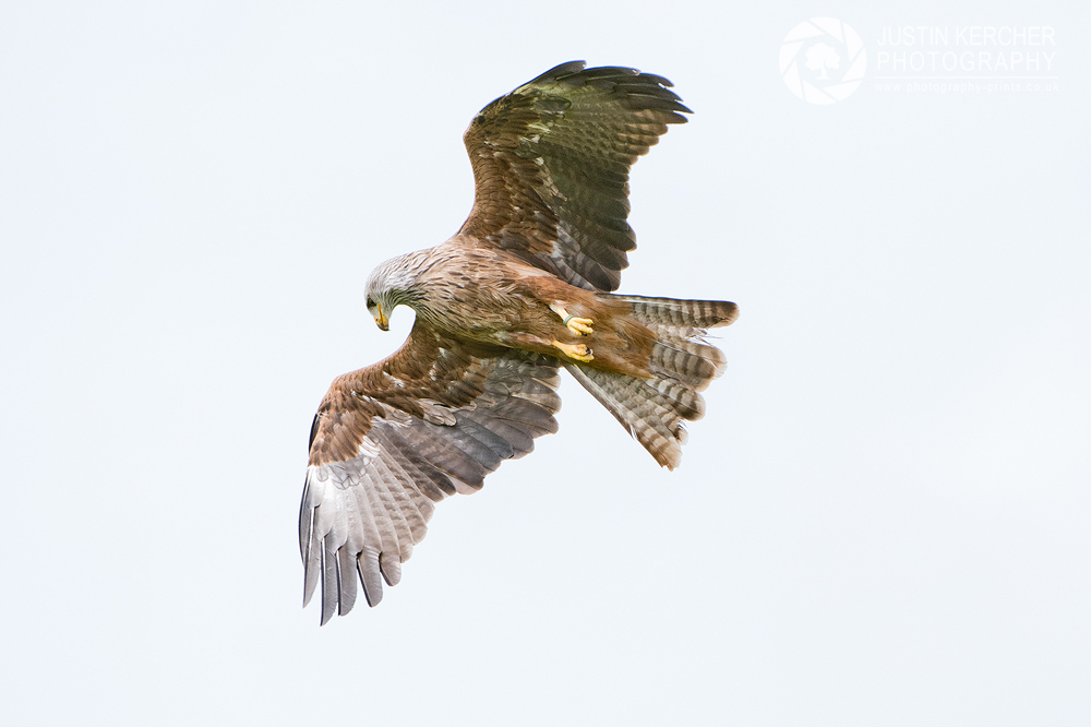 Black Kite in Flight III
