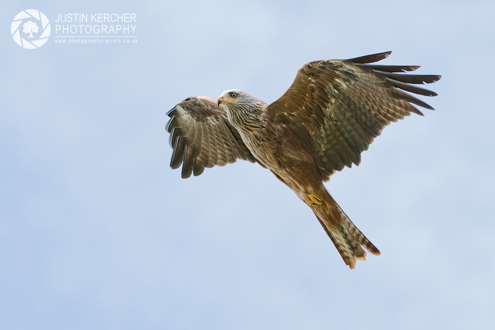 Black Kite in Flight IV