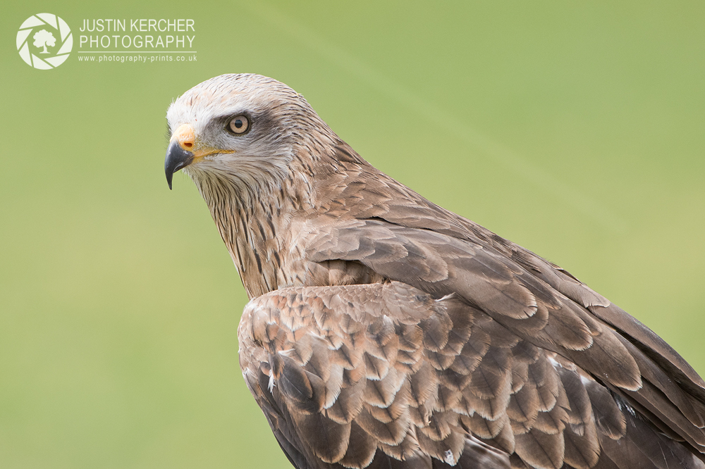 Black Kite Portrait