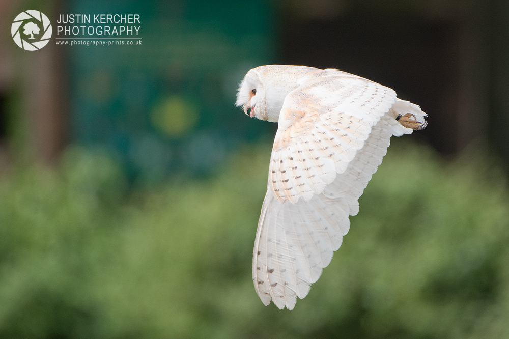 Barn Owl in Flight IV