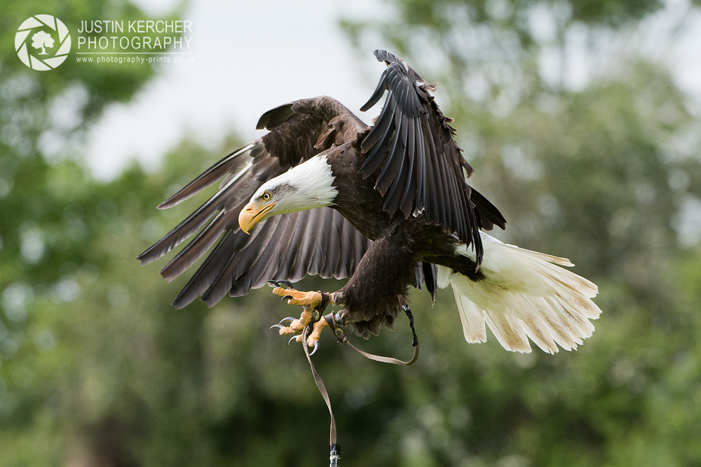 North American Bald Eagle Landing