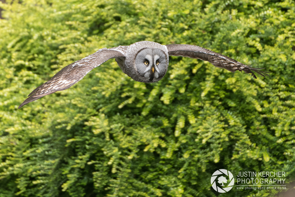 Great Grey Owl in Flight